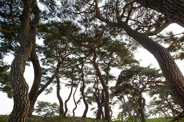 Naklejka premium 소나무