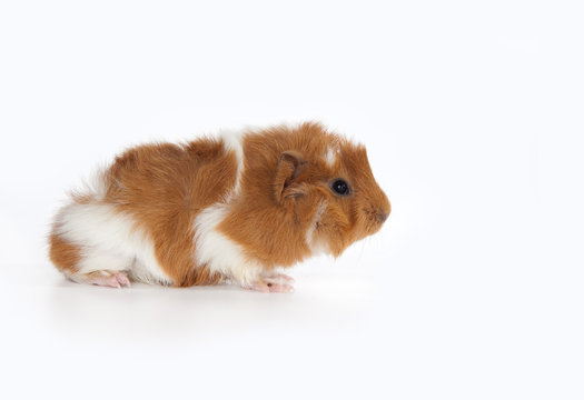 Guinea pig abyssinian baby 2025