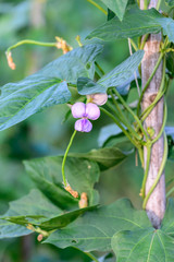 Little green yardlong bean on trellis.