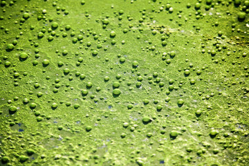 bubble in algae.