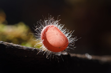 Orange mushroom or Champagne mushroom in rain forest,Close up,selective focus with shallow depth of field:Macro shot. (Un-focus image)