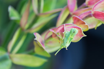 Beautiful ornamental plants.