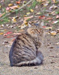 Beautiful tabby grey cat sitting on the ground, selective focus.