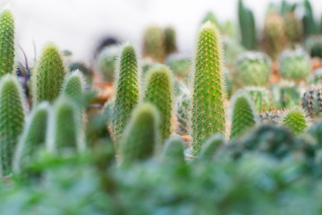 Various cactus plants.