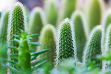 Various cactus plants.