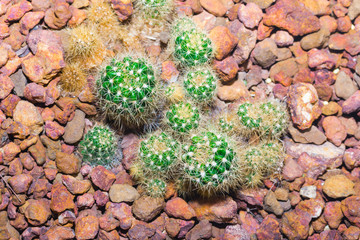 beautiful Cactus
