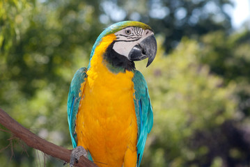 The Blue-and-yellow Macaw (Ara ararauna), also known as the Blue-and-gold Macaw, is a member of the group of large Neotropical parrots known as macaws.
