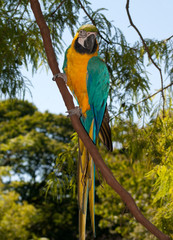 The Blue-and-yellow Macaw (Ara ararauna), also known as the Blue-and-gold Macaw, is a member of the group of large Neotropical parrots known as macaws.
