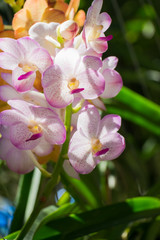 Fototapeta na wymiar Beautiful pink ornamental plants.