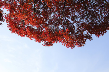 Maple foliage