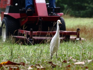 White Heron Standing On Lawn With Lawn Mower behind