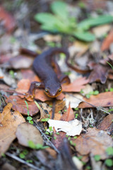 California Newt, Taricha torosa, in Leaves