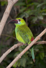 Emerald toucanet (Aulacorhynchus prasinus) is a near-passerine bird occurring in mountain in Costa Rica. 