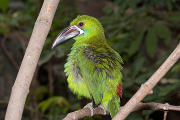 Emerald toucanet (Aulacorhynchus prasinus) is a near-passerine bird occurring in mountain in Costa Rica. 