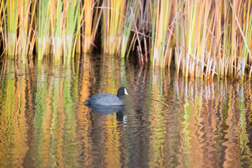 American Coot, Boronda Lake, Foothill Park, Palo Alto, California.