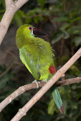 Emerald toucanet (Aulacorhynchus prasinus) is a near-passerine bird occurring in mountain in Costa Rica. 