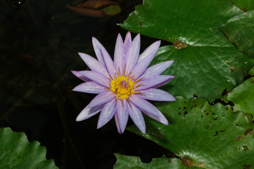 beautiful Purple waterlily or lotus flower in pond
