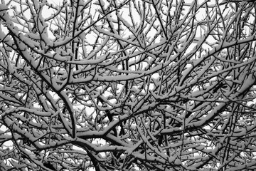 abstract background of tree branches in the snow