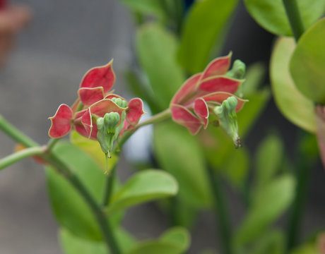 Pedilanthus bracteatus