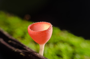 Orange mushroom or Champagne mushroom in rain forest,Close up,selective focus with shallow depth of field:Macro shot. (Un-focus image)