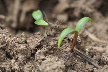 Leafs Micro shot