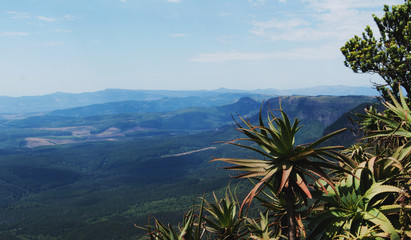 Fototapeta na wymiar aloe bush on the background of a mountain valley