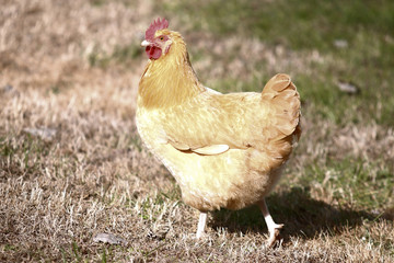 Farm Chicken