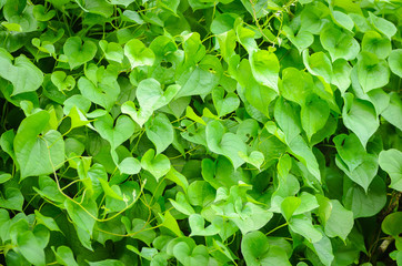 Fototapeta na wymiar Fresh green natural leaves ivy bush