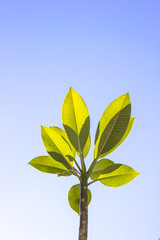 green leaves on blue sky background