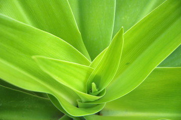 Obraz premium Leafs Micro shot