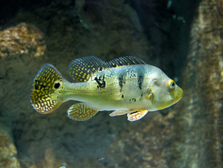 Cichla Azul river fish underwater 