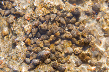 Seashells under water