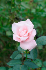 Single flower pink rose in nature garden