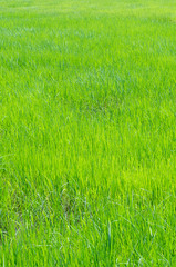 Fototapeta na wymiar Rice field background