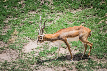 Impala antelope in the zoo.