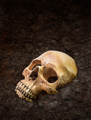Human skull bury underground