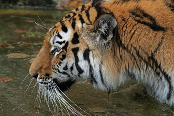 Fototapeta na wymiar Sibirischer Tiger 