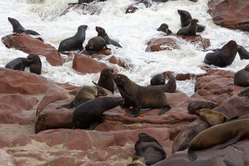 sea lions in Cape Cross, Namibia, wildlife