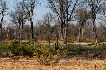 Moremi game reserve landscape