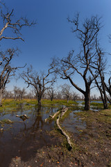 Moremi game reserve landscape