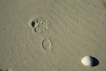 Shell and footprint on the beach