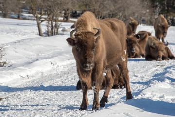 european bison on snow background