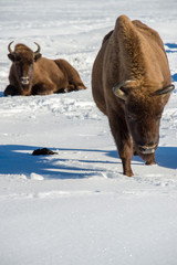 european bison on snow background