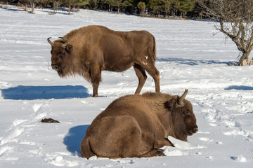 european bison on snow background