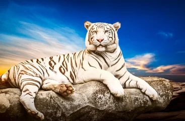 Papier Peint photo Lavable Tigre Tigre blanc