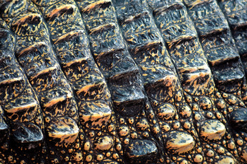 Naklejka premium Skin of Crocodile, close up