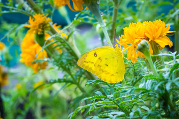 butterfly and yellow flower