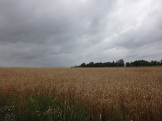Желтое поле с колосьями в осенний пасмурный день