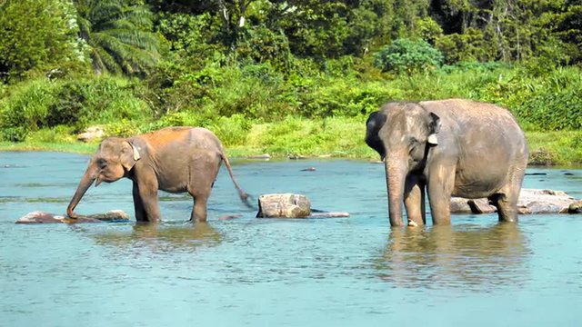 Asian elephant mother and her calf covered with mud after wallowing drinking water with trunk in the river on the jungle background