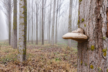 Tronco con hongo yesquero, Fomes fomentarius y bosque de chopo canadiense, Populus canadensis.
